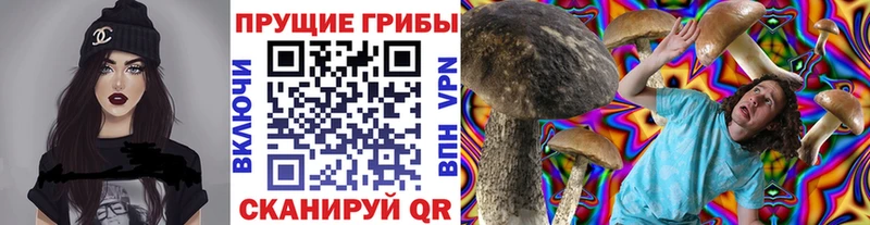 Псилоцибиновые грибы Psilocybe  Узловая 